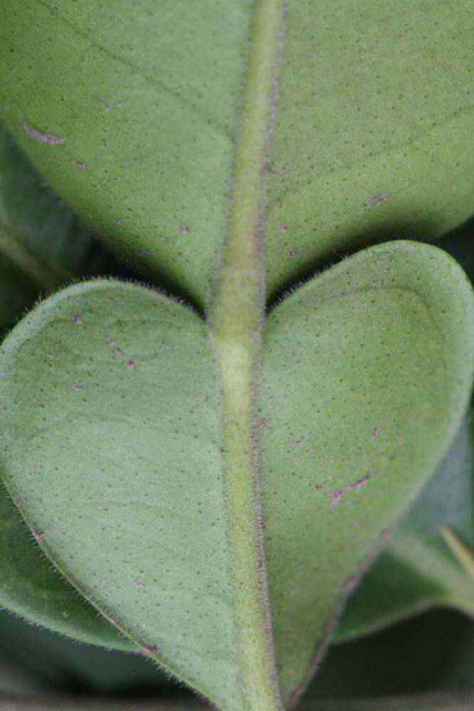              Petiole (Riverside, CA)       